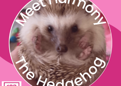 Meet Harmony The Hedgehog - Pet Day Post For 123EasyBooks Designed By Luke Tatchell For Koala Digital During His Digital Marketing Internship